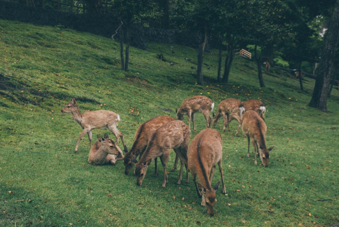 Herd of deers