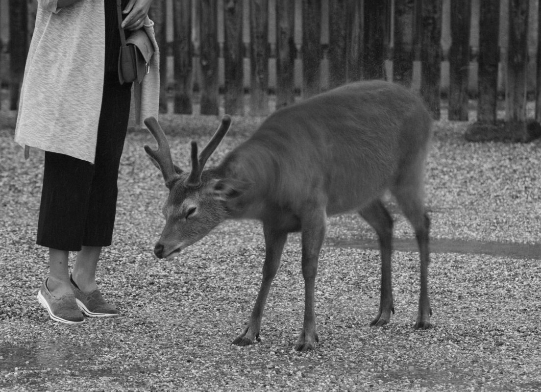 Black and white photograph of a deer removing the water on its pelt, Nara #005, 9 may 2016 A deer removing the water on its pelt