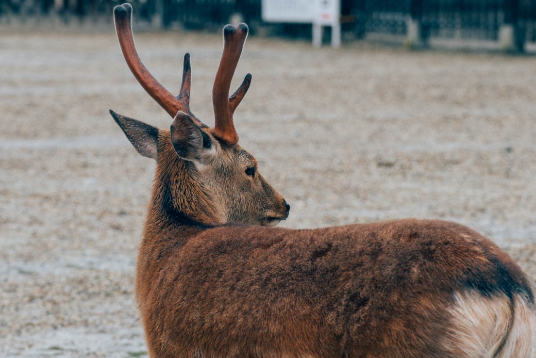 Young deer with small antlers, Nara #006, 9 may 2016 Young deer with small antlers