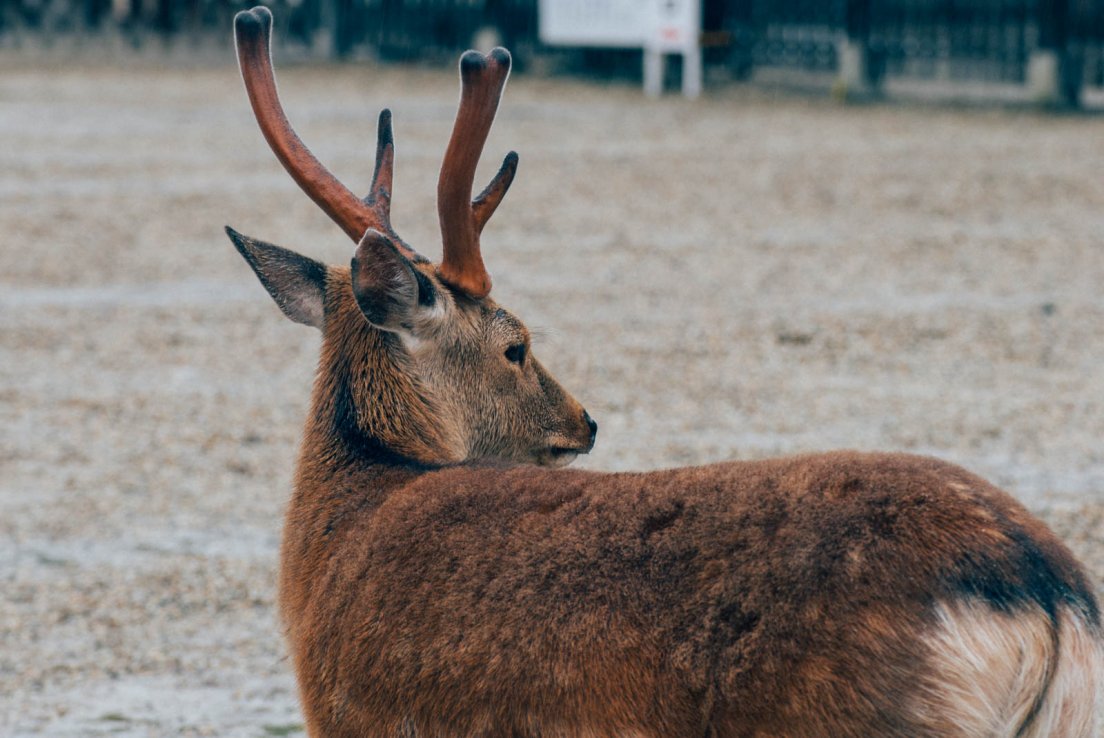 Young deer with small antlers