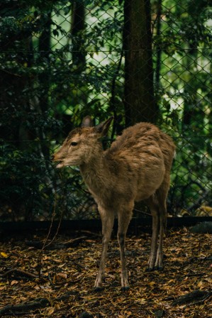 A young individual in the forest