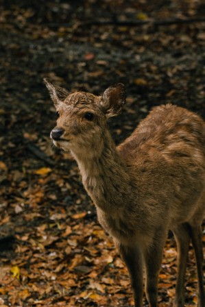 Young deer, Nara #014, 9 may 2016 Young deer