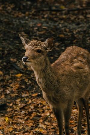 Young deer