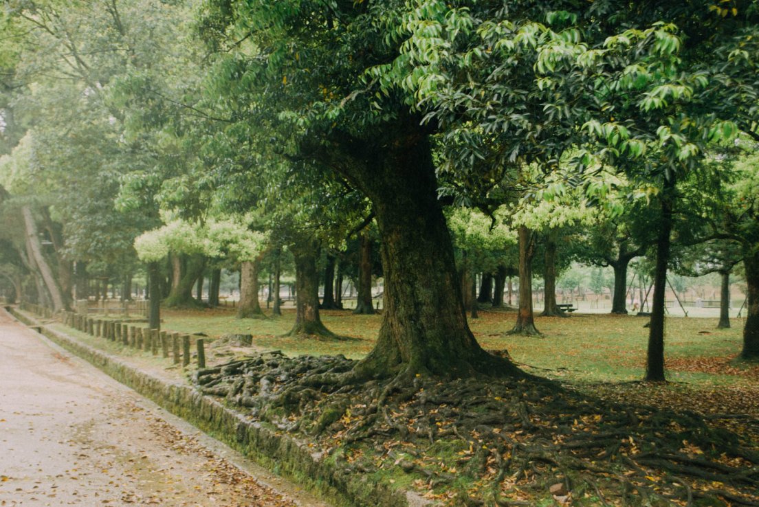 Isolated alley of the park on a rainy day