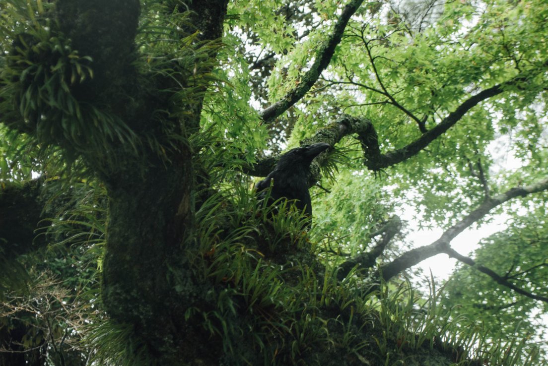 Fern growing up on a tree, Nara #020, 9 may 2016 Fern growing up on a tree