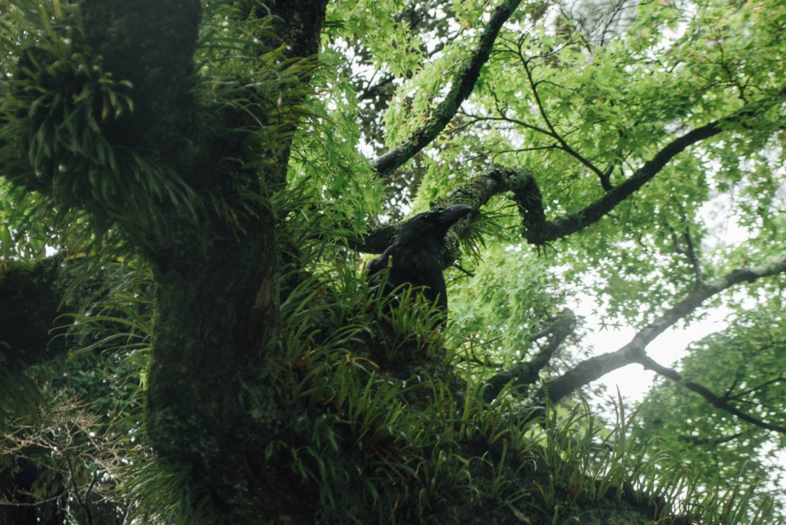 Fern growing up on a tree