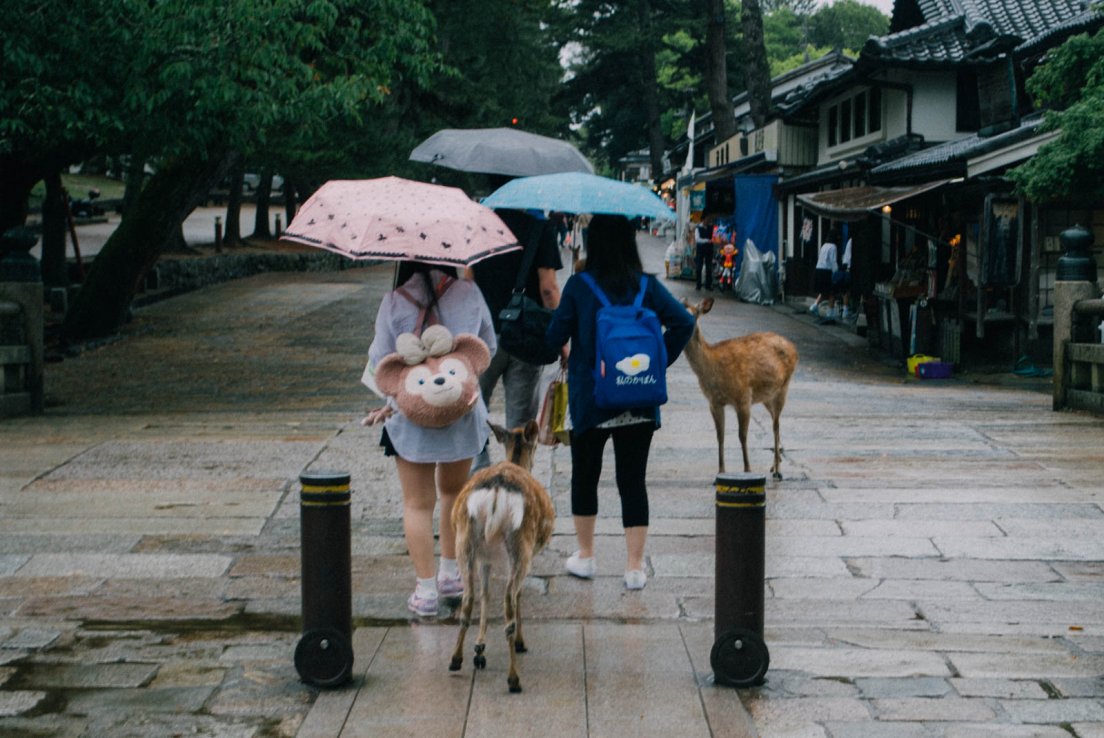 Deers attacking tourists for food