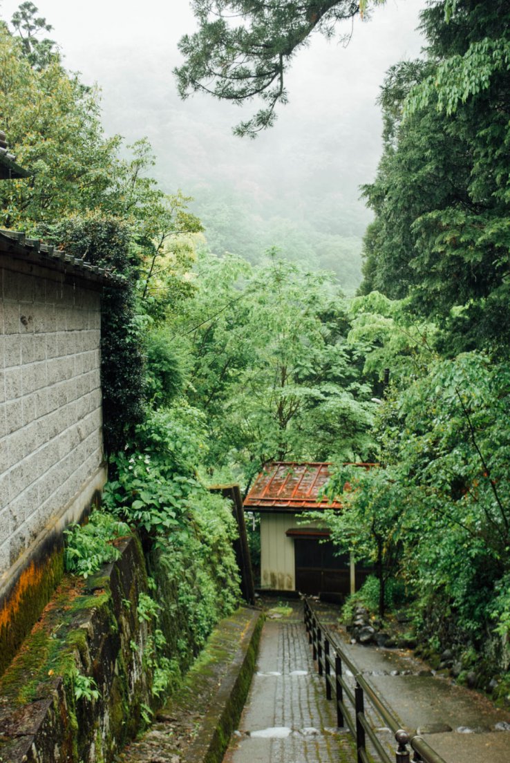A descending street surrounded by wet greenery