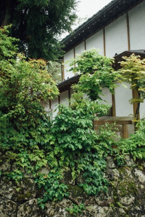 Ivy growing on a mossy wall in front of a traditional japanese house, Nikkō #032, 17 may 2016 Ivy growing on a mossy wall in front of a traditional japanese house