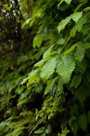 Wet leaves