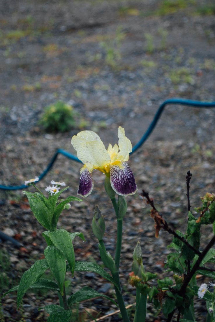 Yellow and purple iris, Nikkō #056, 17 may 2016 Yellow and purple iris