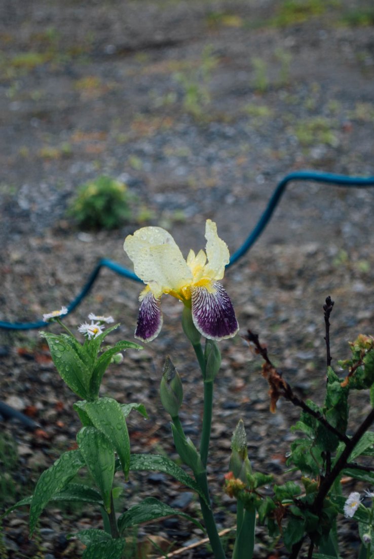 Yellow and purple iris