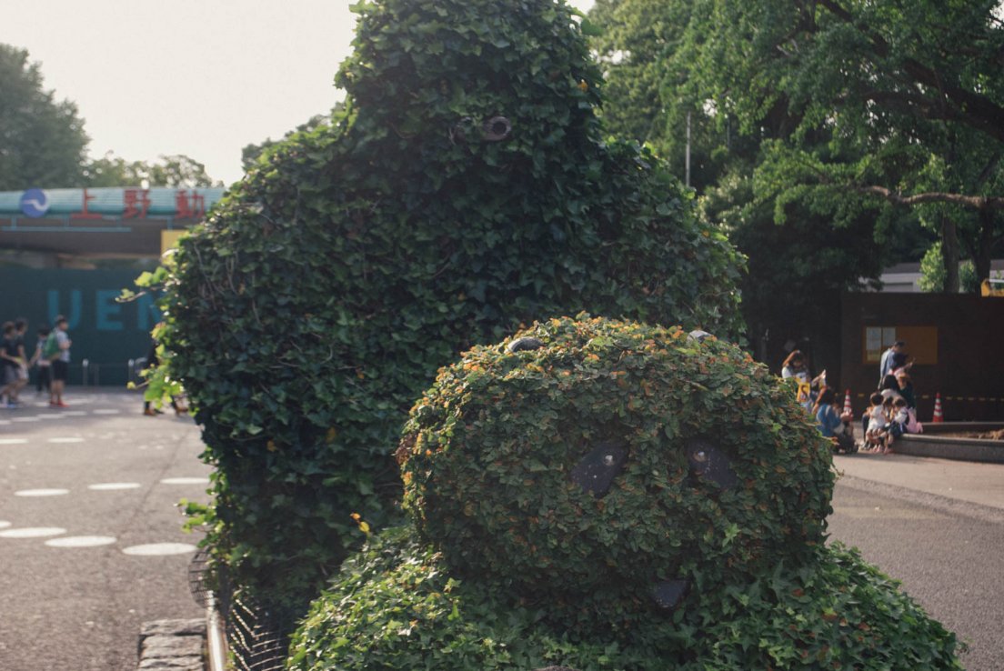 A bush trimmed as a panda