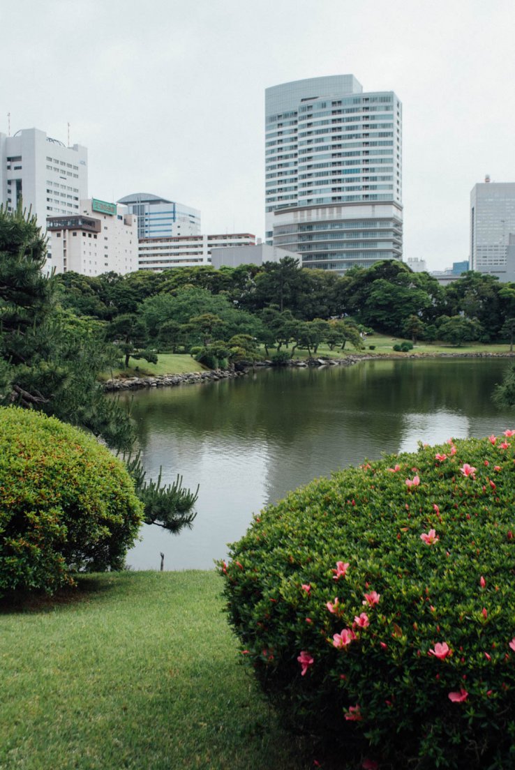 A traditional japanese garden in Tokyo bordered by tall skyscrapers