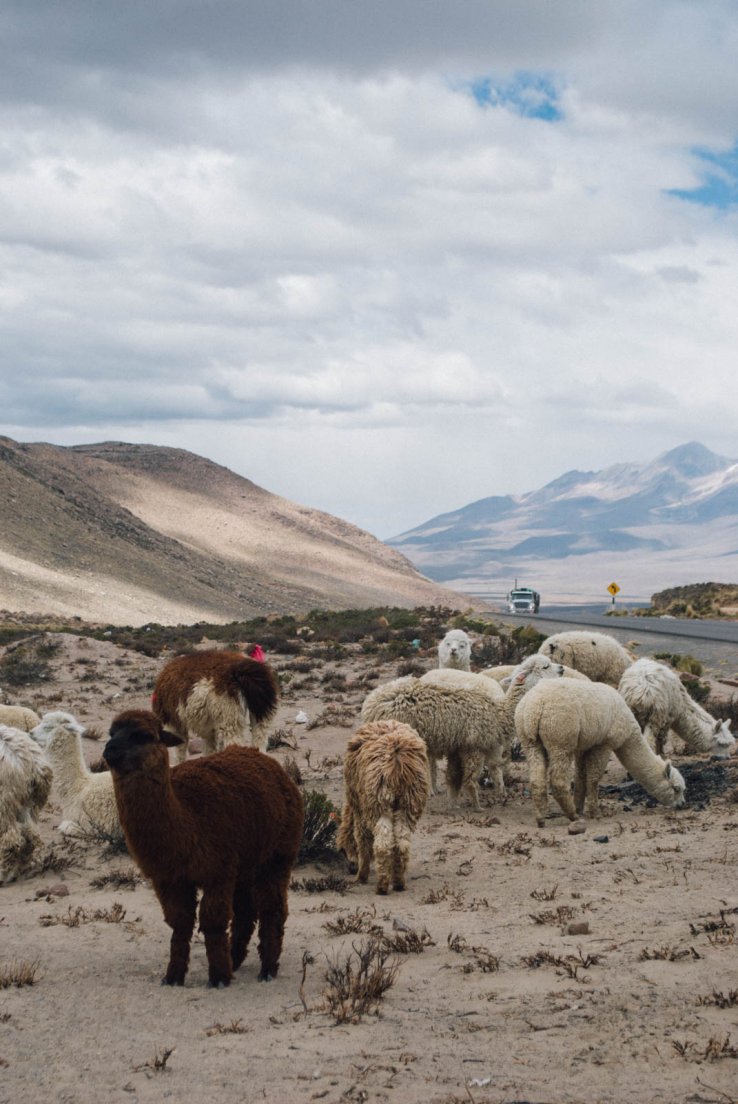 puno-chivay_052.jpg