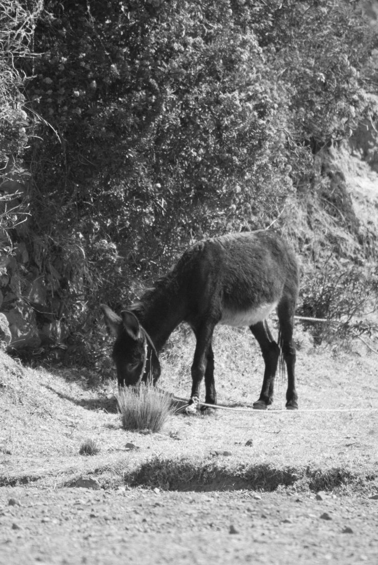 titicaca_018.jpg