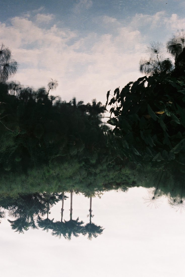Reflection of palm trees