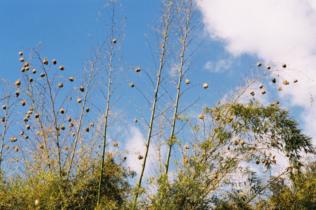 Village-weaver bird nests on a tree