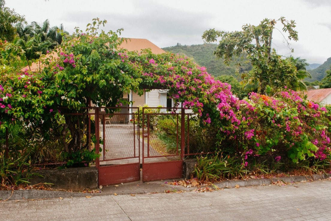 Bougainvillea on a portal in front of a creole hut