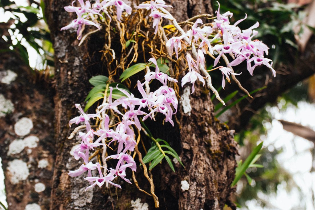 Pink orchid growing on a tree