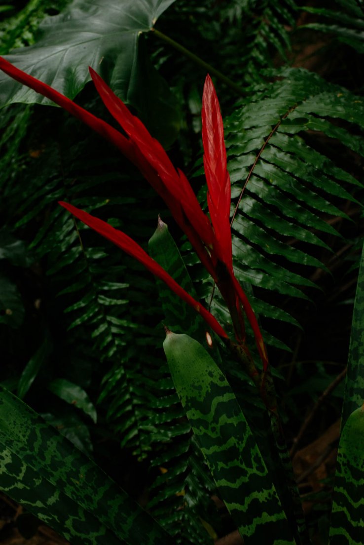 Unknown plant with red ends and leaves like pheasant feathers