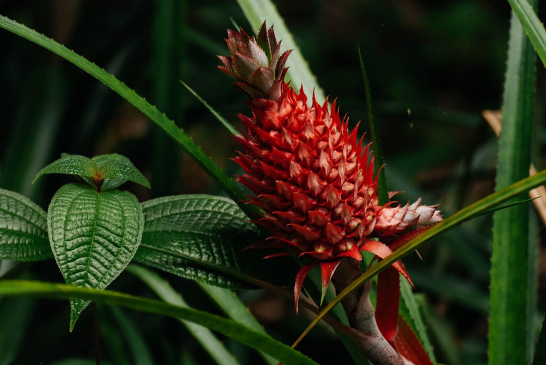 Red pineapple (Ananas bracteatus)