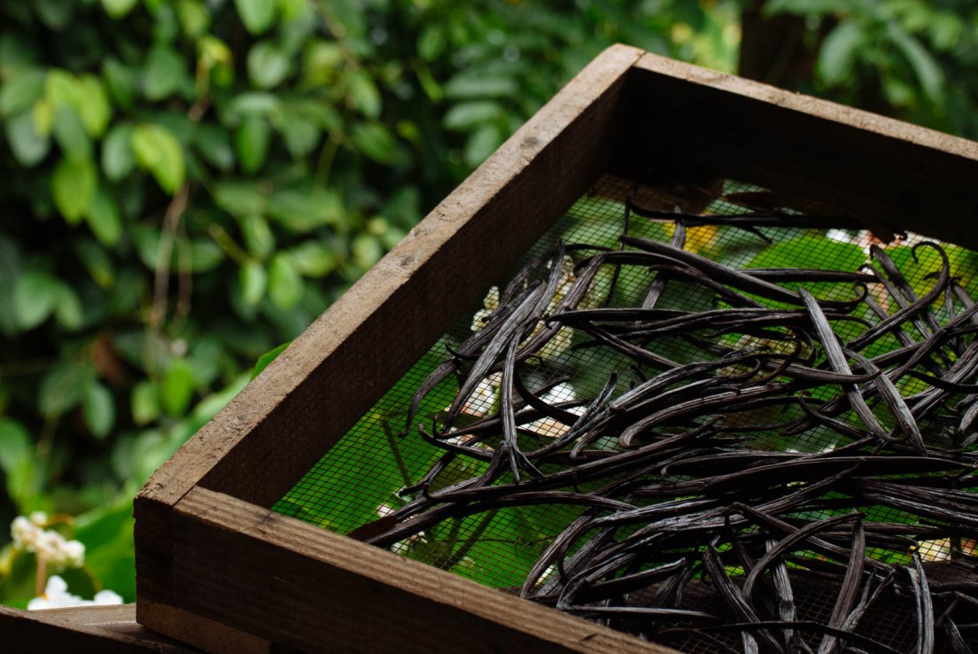 Vanilla beans drying on a crate
