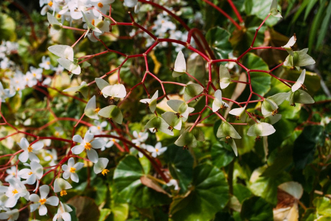 Bégonia (Creole : Cœur de Jésus, latin : Begonia cucullata Willd.)