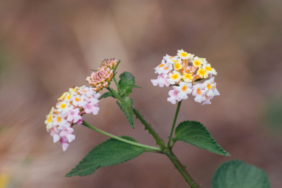 Lantana (creole : Galabert, latin : Lantana camara), Conservatoire National Botanique de Mascarin #026, Saint-Leu, Reunion Island, 16 october 2016 Lantana (creole : Galabert, latin : Lantana camara)