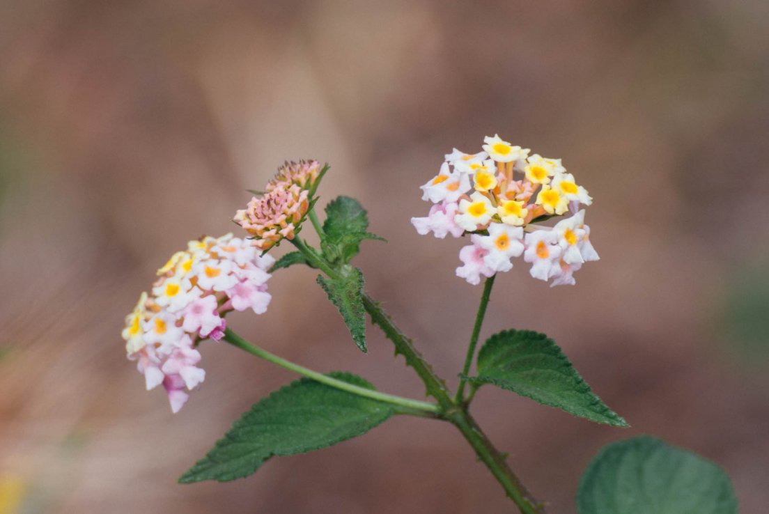 Lantana (creole : Galabert, latin : Lantana camara)