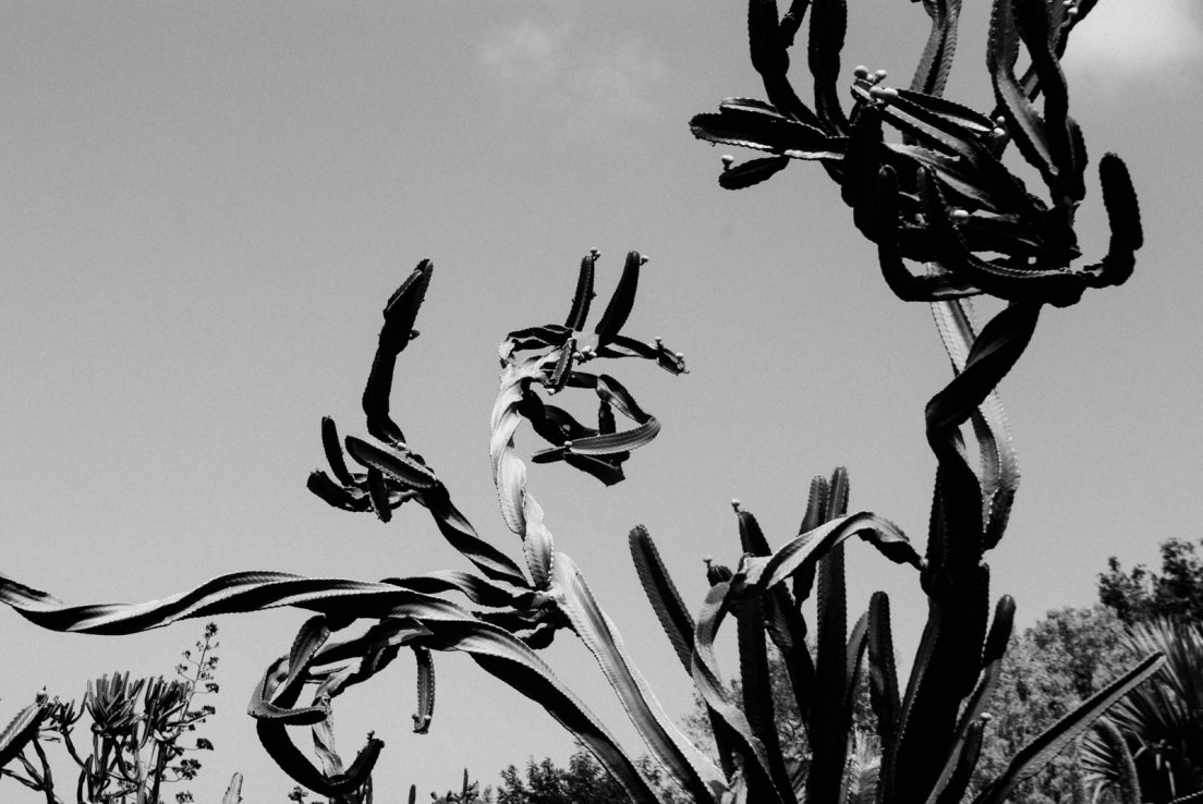 Black and white photograph of a cactus