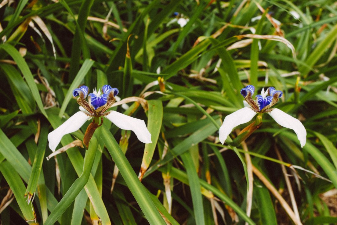 Iris marcheur ou Plante des Apôtres (latin : Neomarica gracilis)