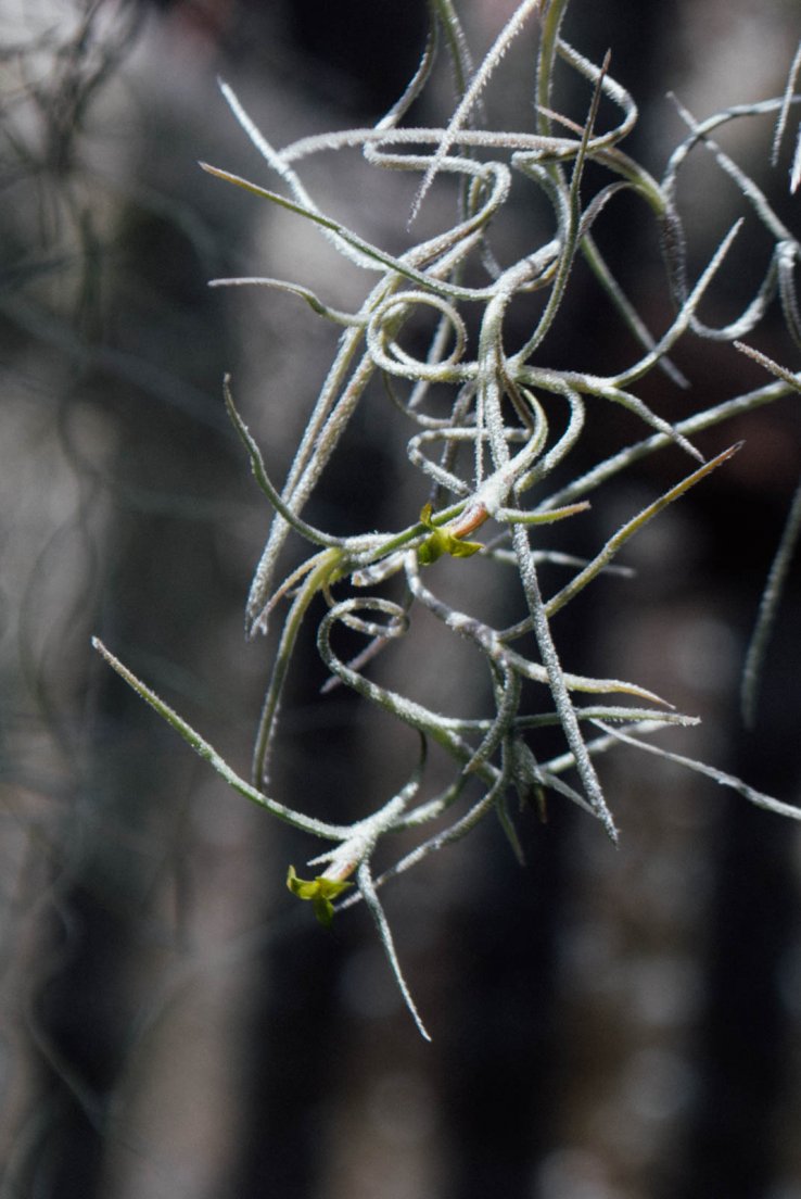 Spanish moss (latin : Tillandsia usneoides)