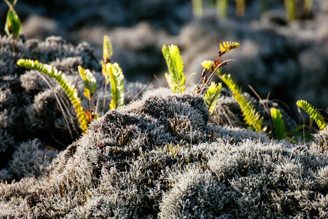Young ferns growing up on an old mossy lava field under the bright sun