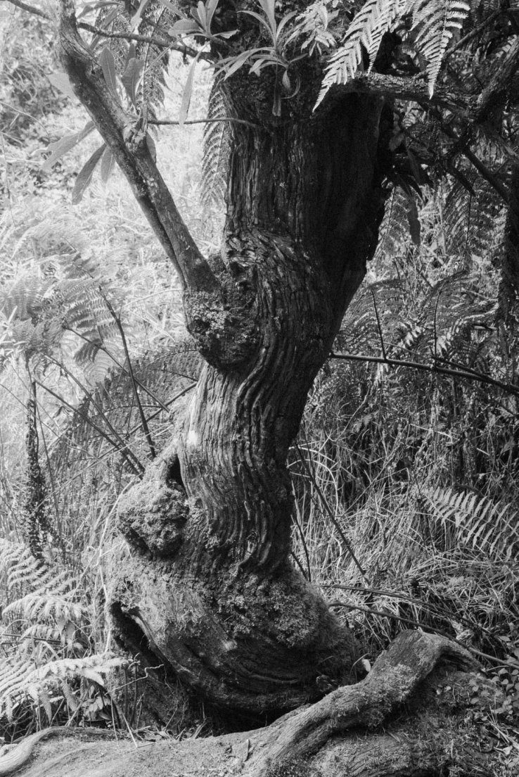 Black and white photograph of a tree chunk, Forêt Notre-Dame de la Paix #006, Reunion Island, 12 october 2016 Tree chunk