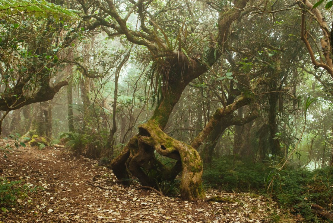 Weird tree shapes on a misty day, Forêt Notre-Dame de la Paix #012, Reunion Island, 12 october 2016 Weird tree shapes on a misty day