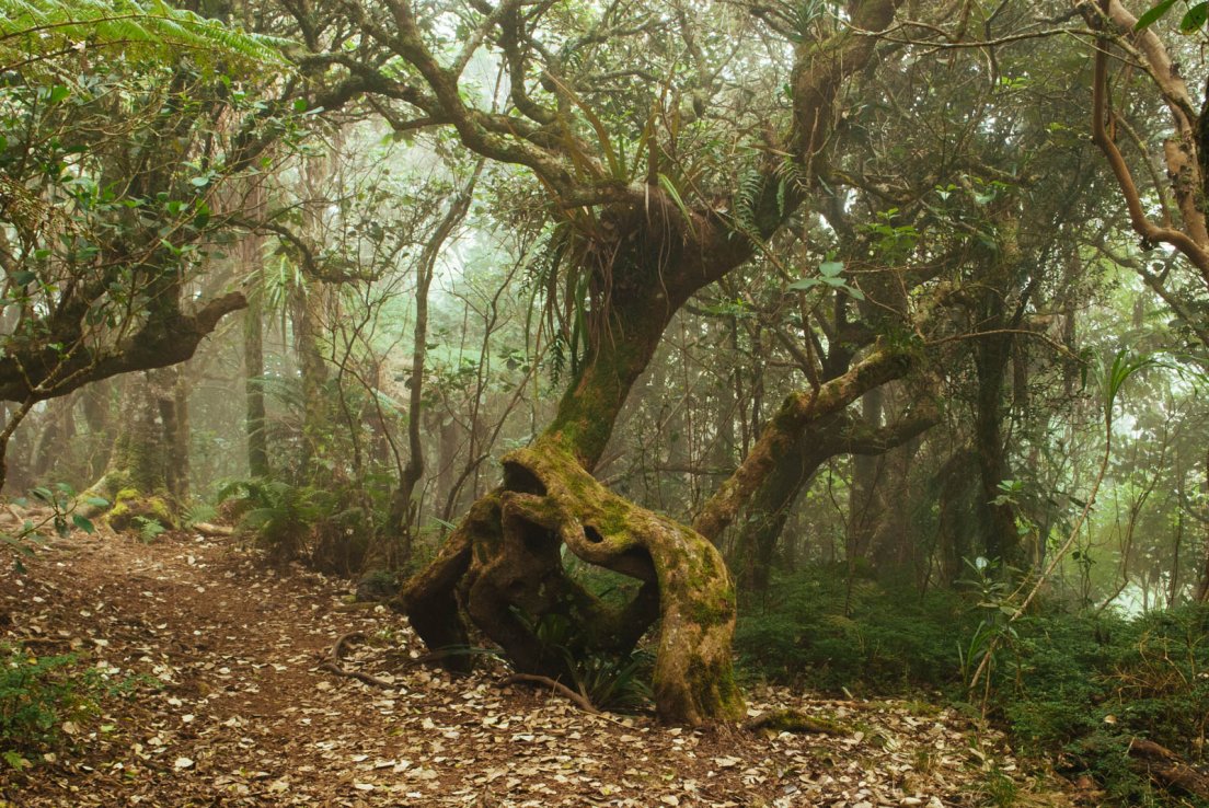 Weird tree shapes on a misty day