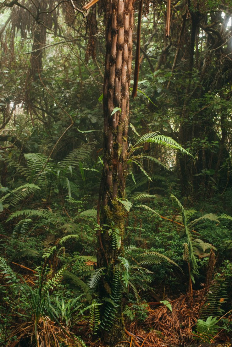 ‘Braided’ tree bunk detail, Forêt Notre-Dame de la Paix #022, Reunion Island, 12 october 2016 ‘Braided’ tree bunk detail
