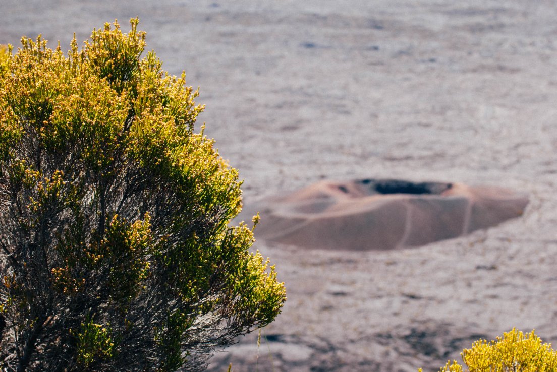 Yellow flower bush with volcano crater in the background