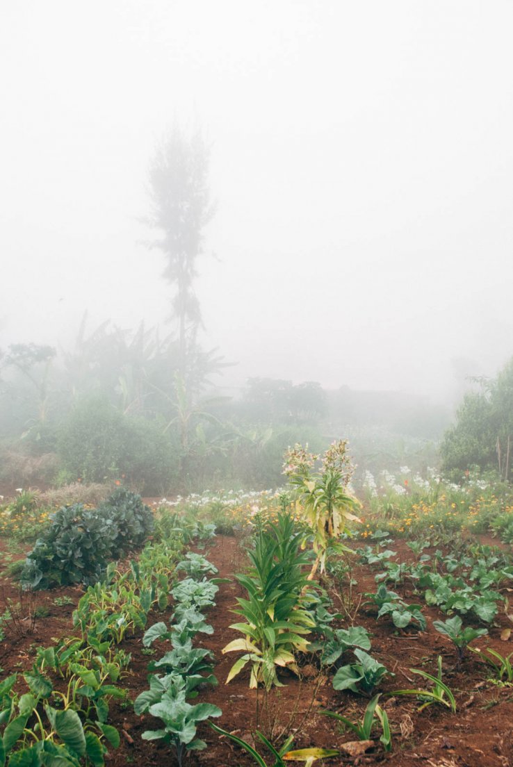Vegetable garden in a heavy mist