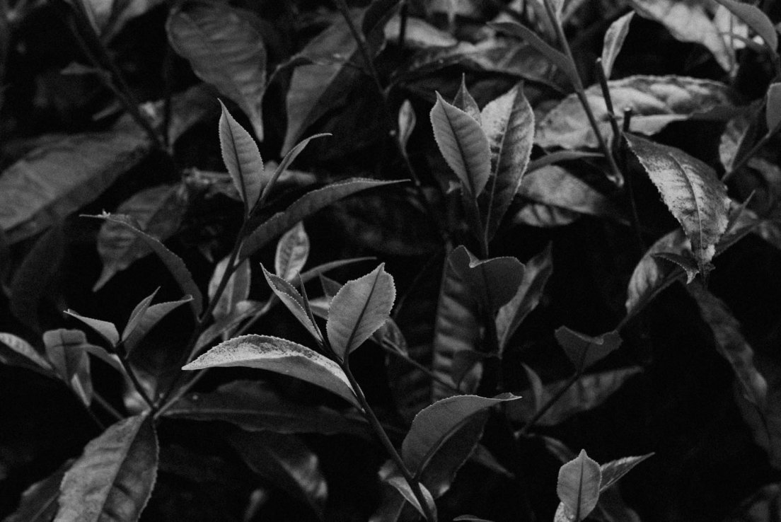 Black and white photograph of tea leaves on the trees