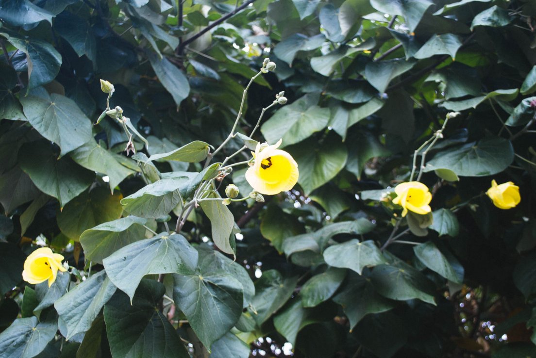 Yellow flowers of a hibiscus tiliaceus locally known as Mahot bord de mer