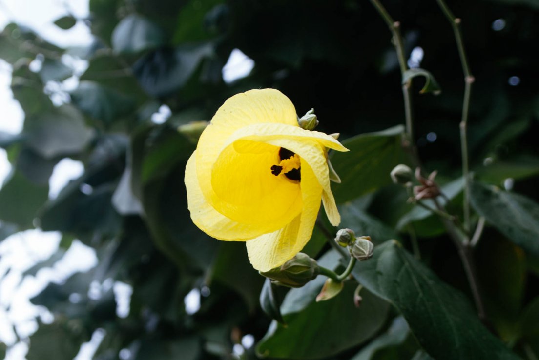 Single yellow flower of a hibiscus tiliaceus locally known as Mahot bord de mer