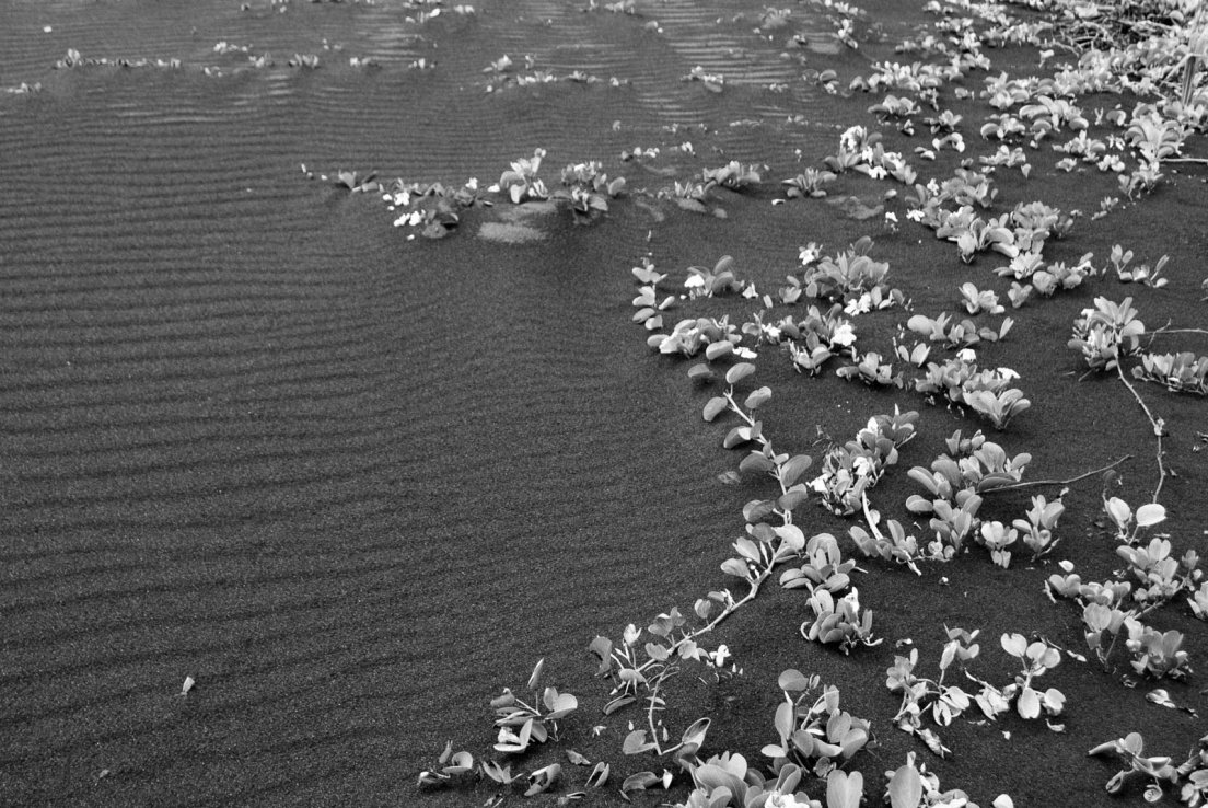 Black and white photograph of the vine ipomoea pes-caprae, also known as Goat Foot or locally as Patate à Durand, growing on the black sandy shores of a volcanic beach