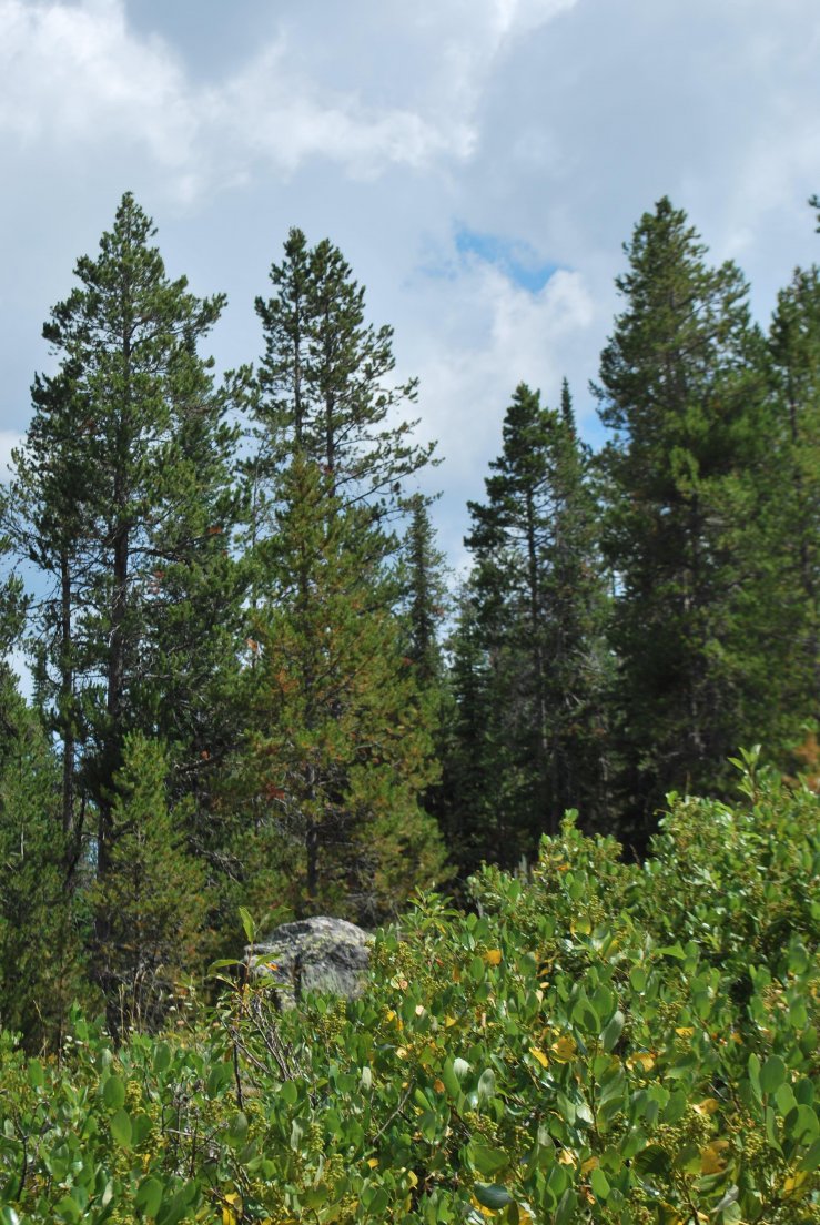 Clearing in the forest, Grand Teton #019, 28 july 2013 Clearing in the forest