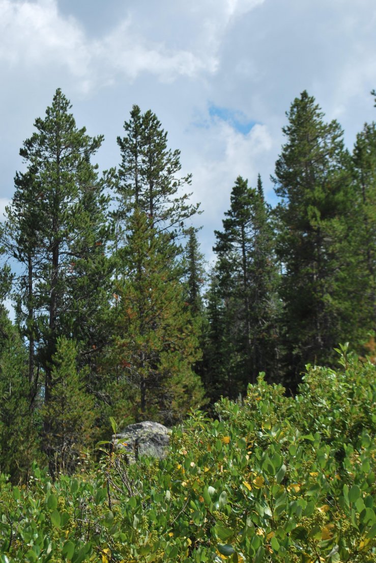 Clearing in the forest