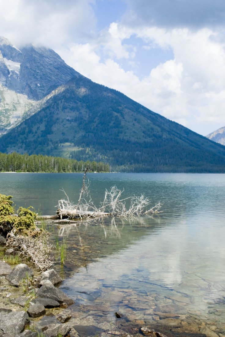 White tree fallen in the lake