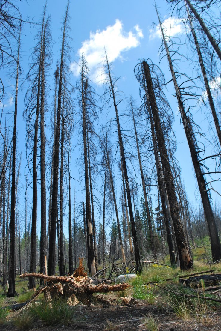 A forest of dead trees, Grand Teton #055, 28 july 2013 A forest of dead trees