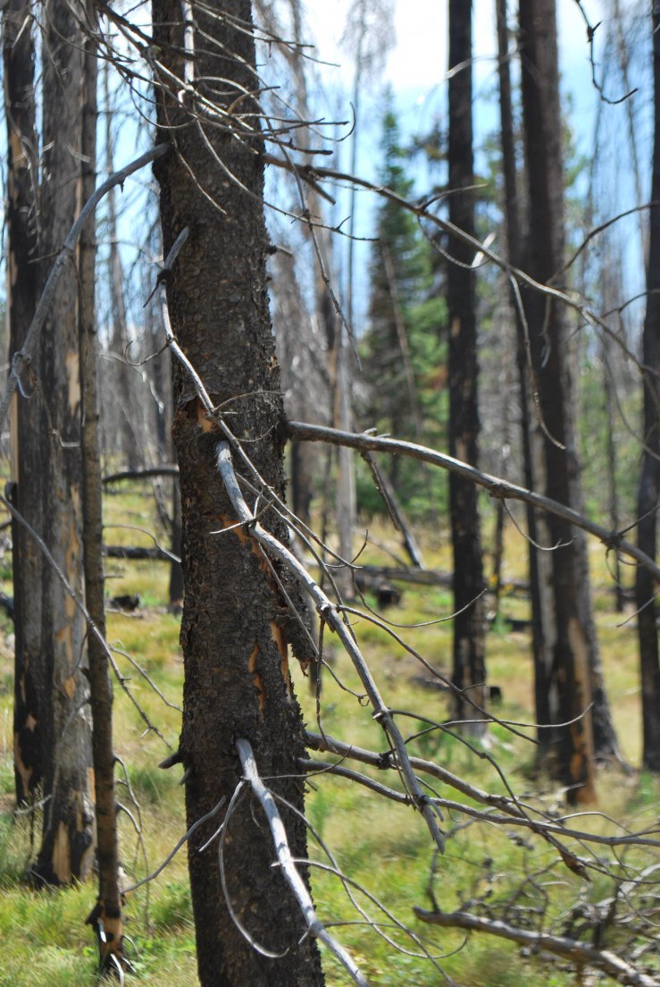 One amongst the many dead trees of a forest