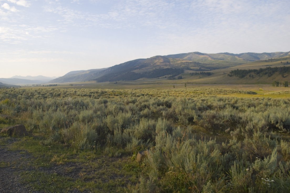 Lamar Valley in the early morning